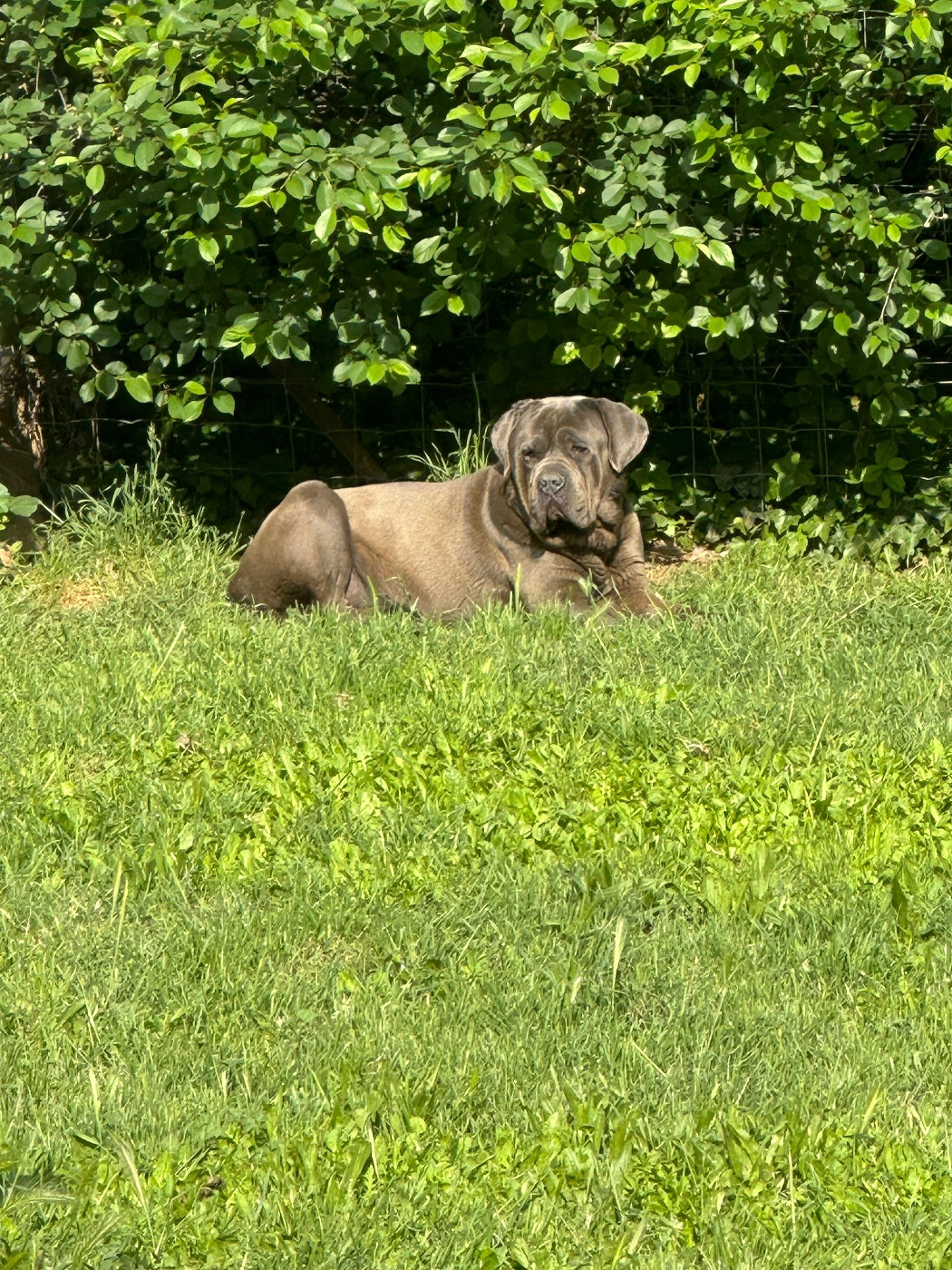 Neiko dés molosses de timoulys (Sans Affixe)