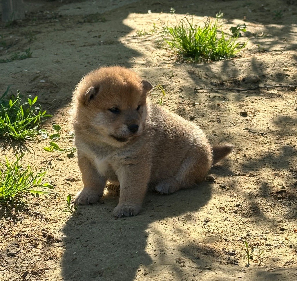 Chiot Shiba inu